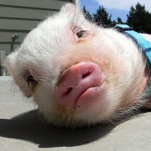 Meet your Posher, Bailey